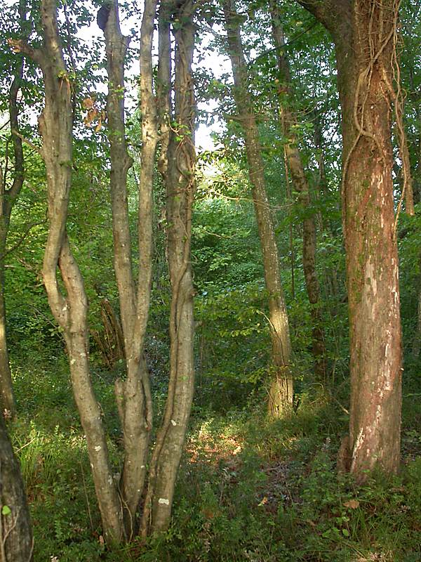 Изображение особи Carpinus orientalis.