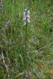 Dactylorhiza fuchsii. Цветущее растение. Свердловская обл., окр. г. Североуральск, южная окраина Колонгинского водохранилища, обочина дороги в елово-лиственнично-сосновом лесу. 26.06.2016.