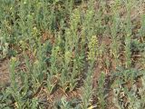 Camelina microcarpa