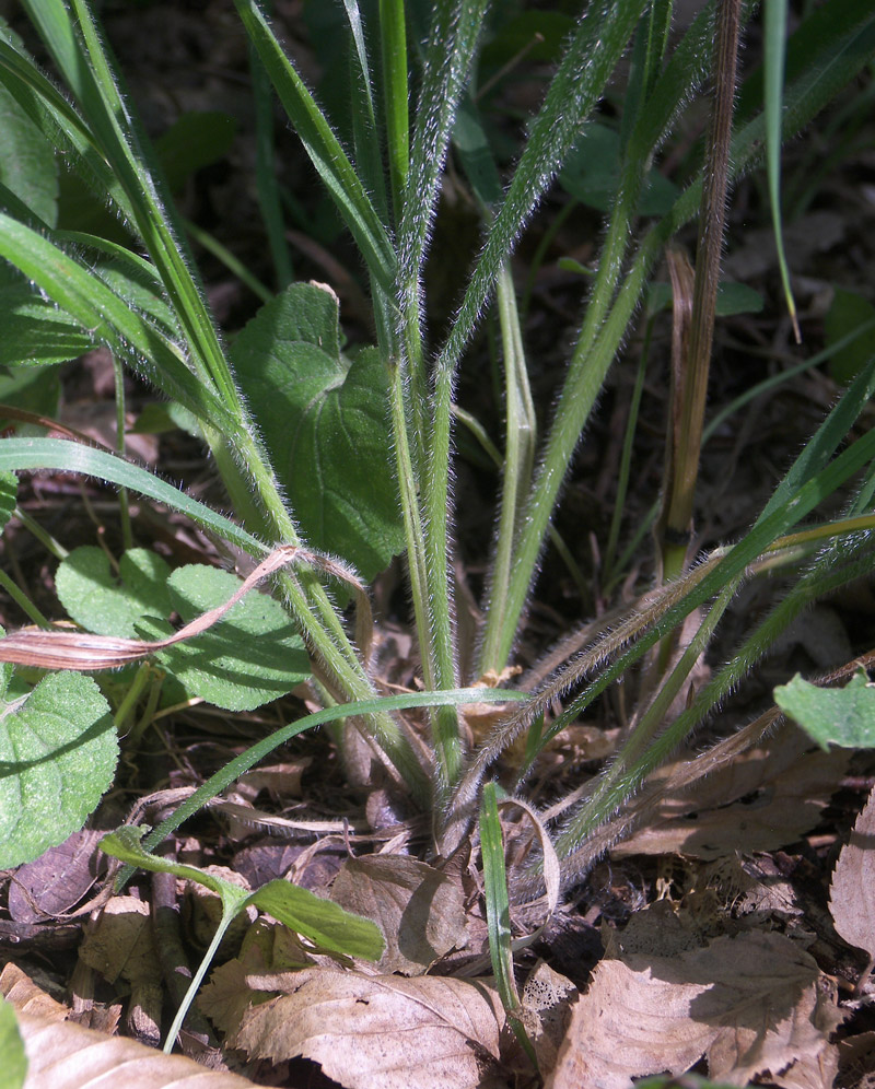 Изображение особи Bromopsis benekenii.