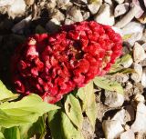 Celosia cristata. Соцветие. Восточный Казахстан, г. Усть-Каменогорск, парк Жастар, в культуре. 03.09.2016.