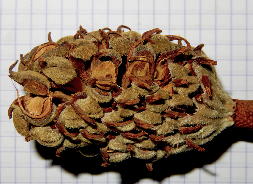 Image of Magnolia grandiflora specimen.