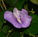 Clitoria macrophylla. Цветок. Таиланд, о-в Пхукет, курорт Ката, обочина дороги. 19.01.2017.