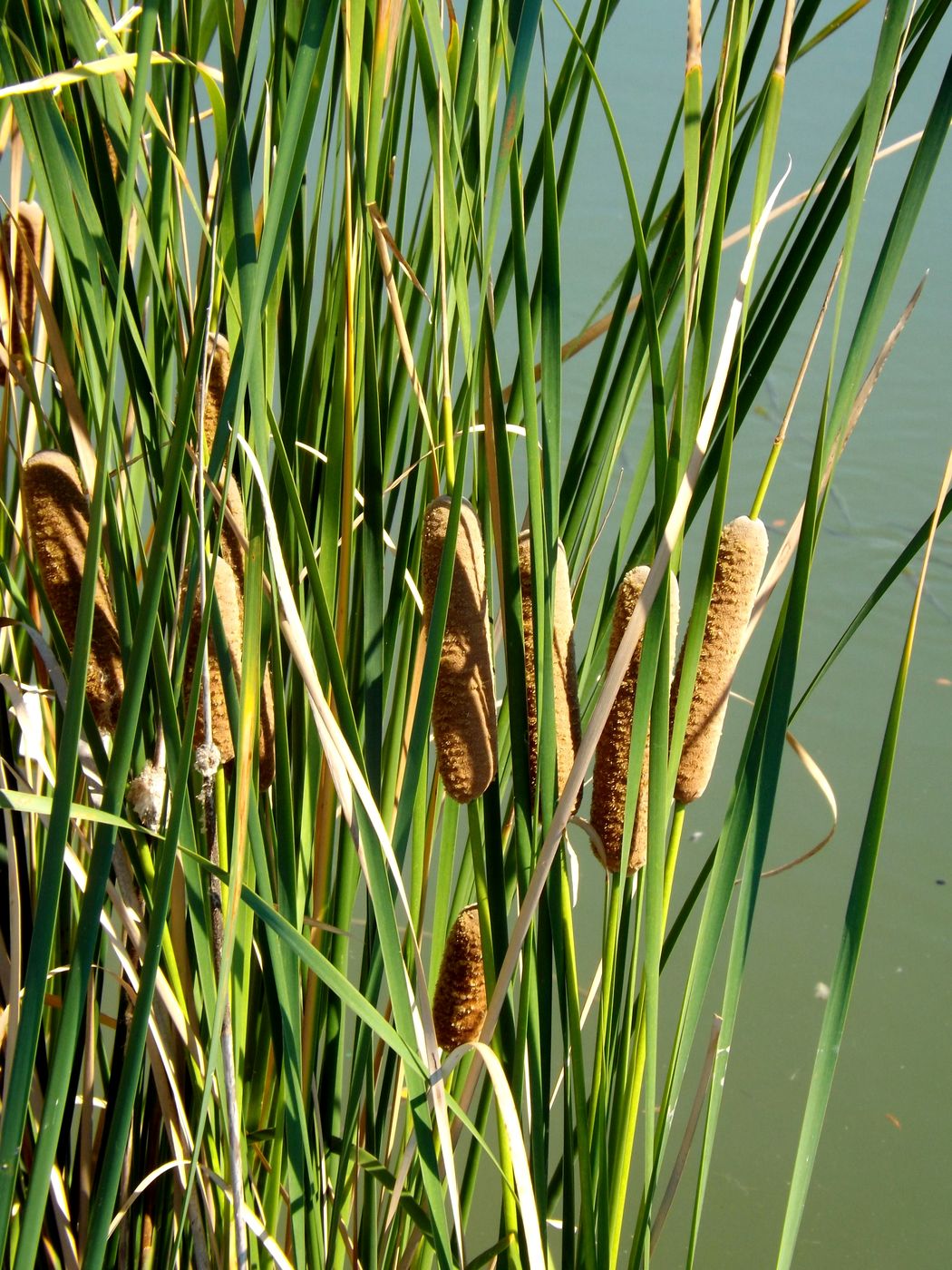 Изображение особи Typha orientalis.