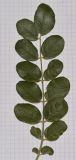 Sophora tomentosa