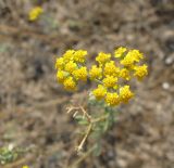 Achillea taurica