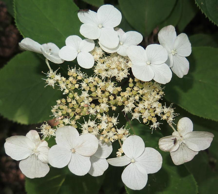 Изображение особи Hydrangea heteromalla.