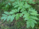 Aralia racemosa. Листья. Приморский край, Уссурийский городской округ, окр. с. Горно-Таёжное, Дендрарий ГТС им. Комарова. 06.07.2016.