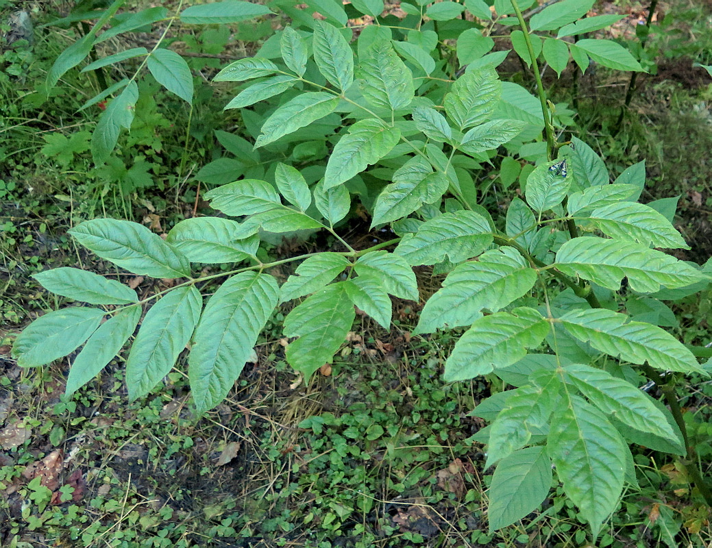 Image of Aralia racemosa specimen.