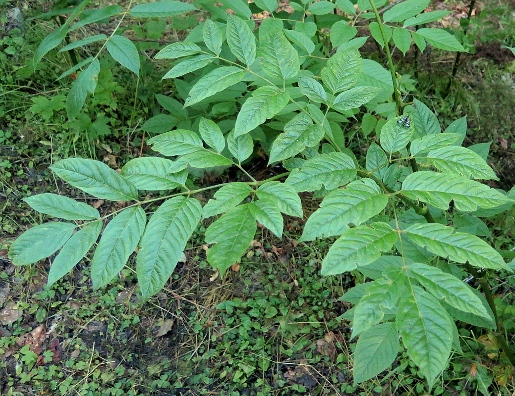 Изображение особи Aralia racemosa.