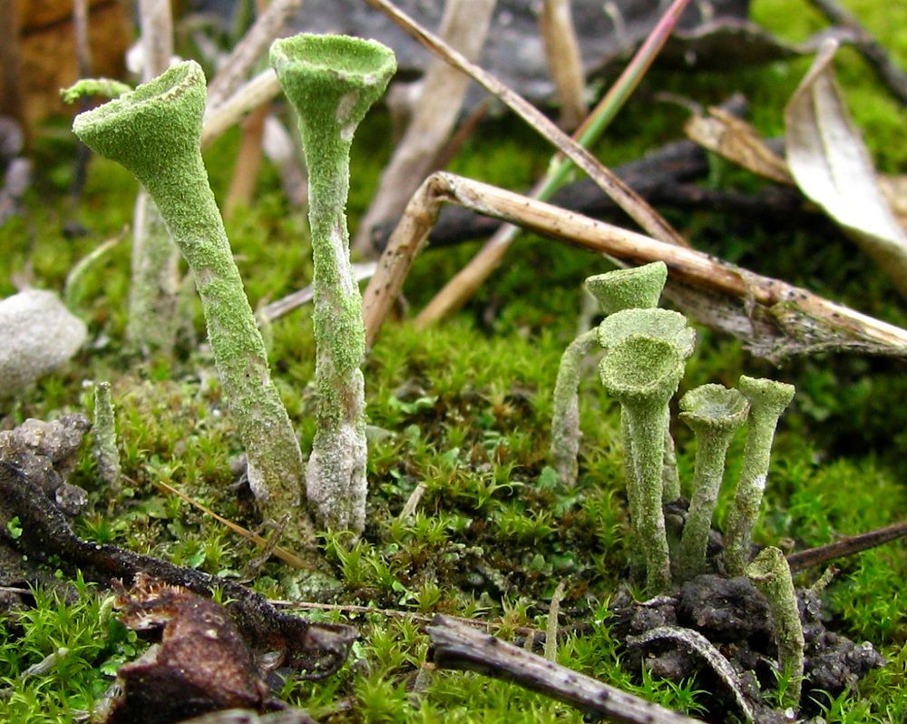 Image of genus Cladonia specimen.