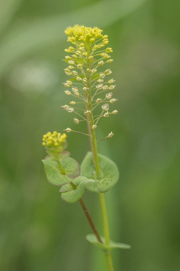 Image of Lepidium perfoliatum specimen.