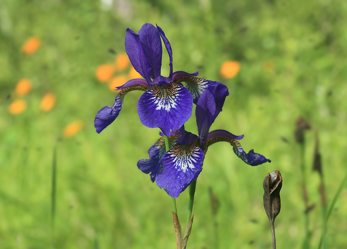 Image of Iris sanguinea specimen.