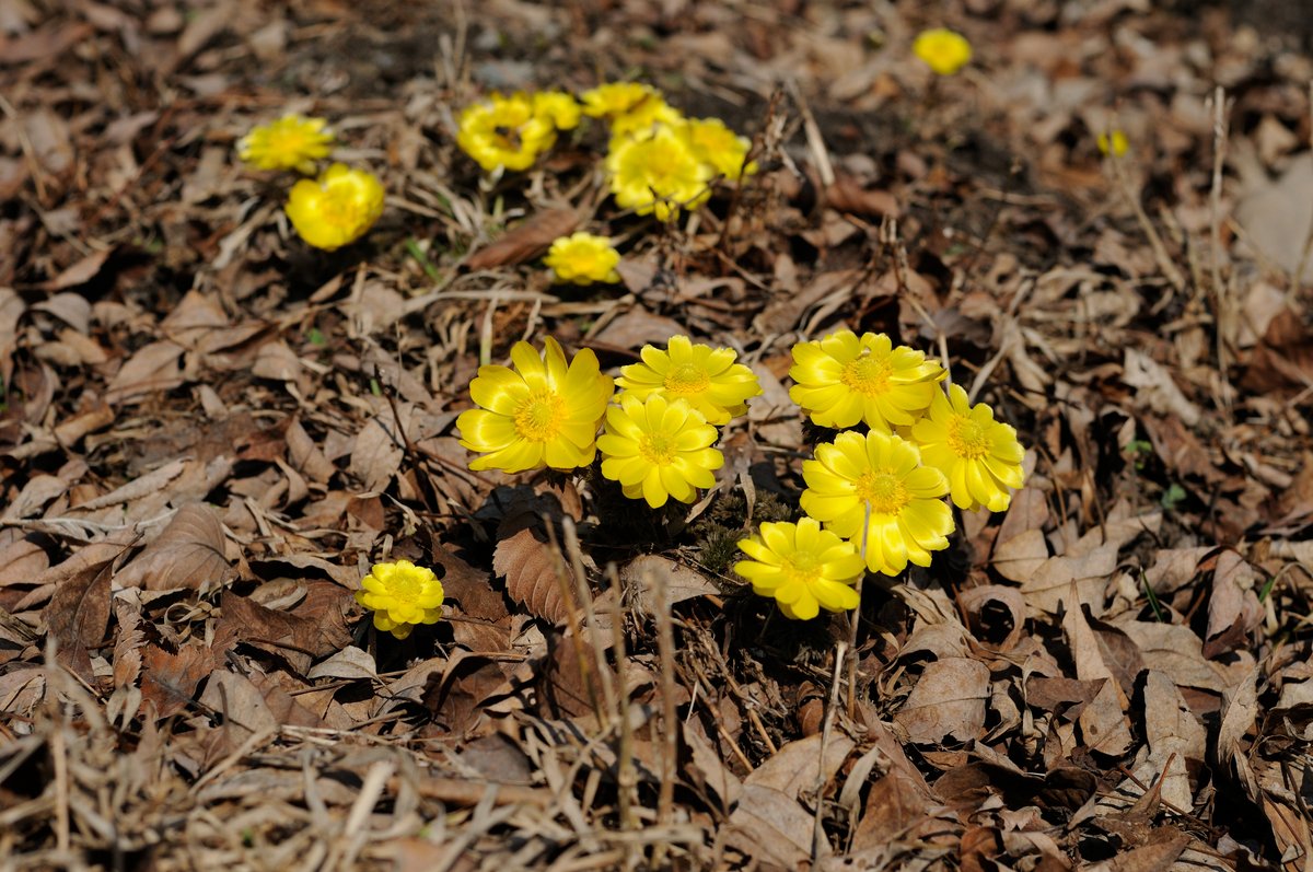 Image of Adonis amurensis specimen.