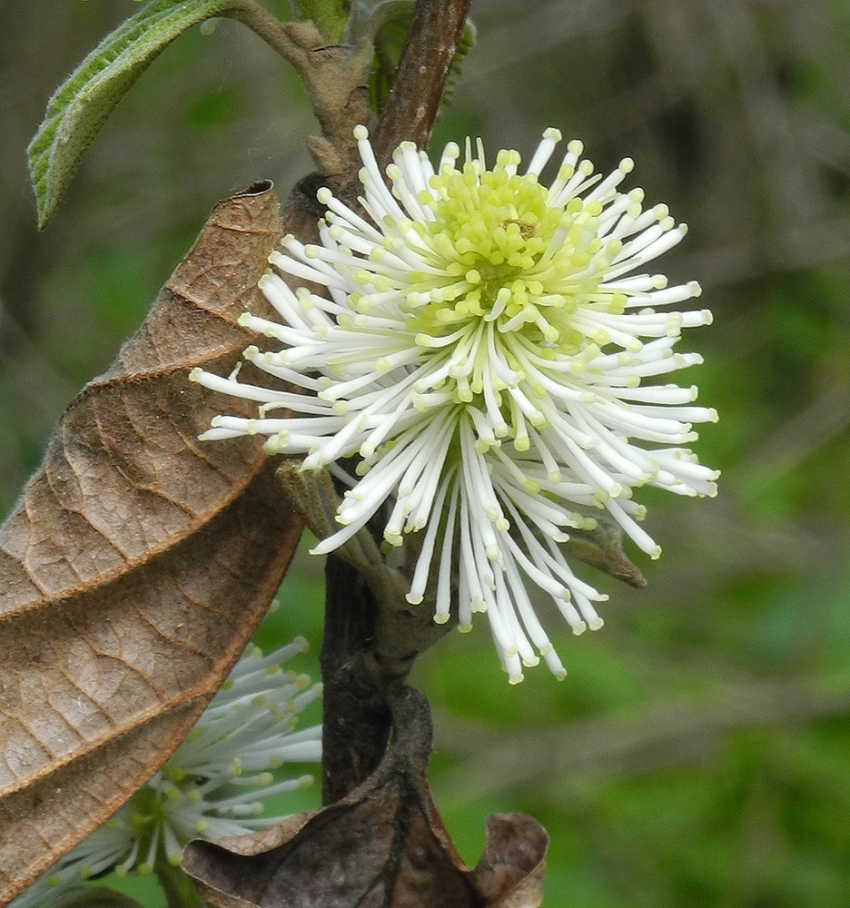 Image of Fothergilla gardenii specimen.
