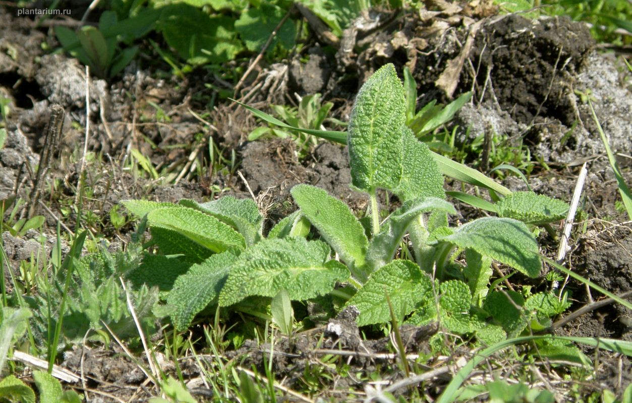 Image of Stachys germanica specimen.