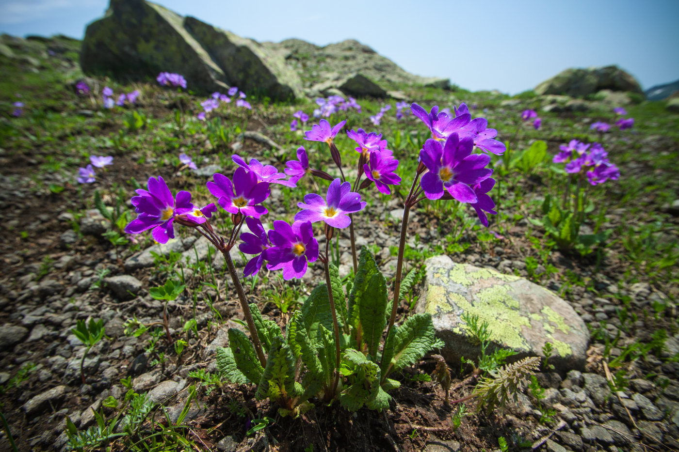 Image of Primula amoena specimen.