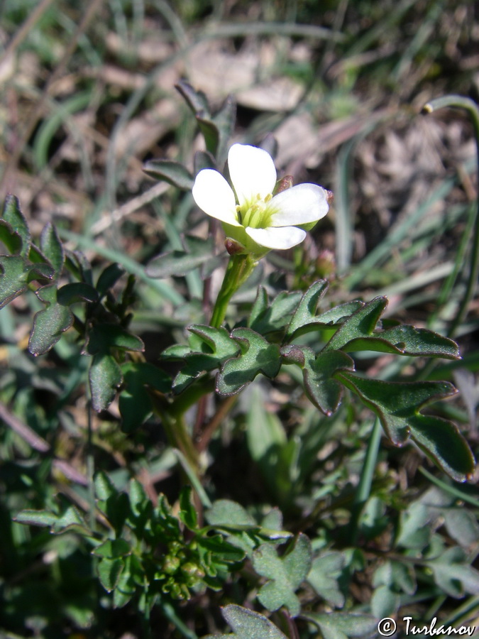 Изображение особи Cardamine graeca.