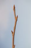 Image of taxon representative. Author is Ренат Рахматуллин