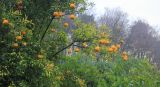 Citrus junos