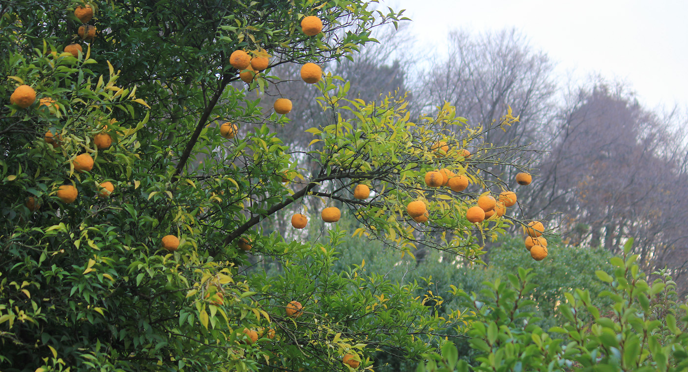 Image of Citrus junos specimen.