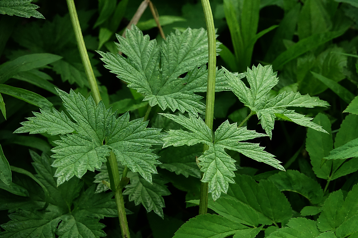 Изображение особи Humulus lupulus.