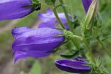 Campanula praealta