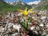 Colchicum luteum. Цветущее растение. Казахстан, Тянь-Шань, зап. Аксу-Жабаглы, ущ. Улькен-Каинды, 1900 м н.у.м., на месте оттаявшей лавины. 9 июня 2017 г.