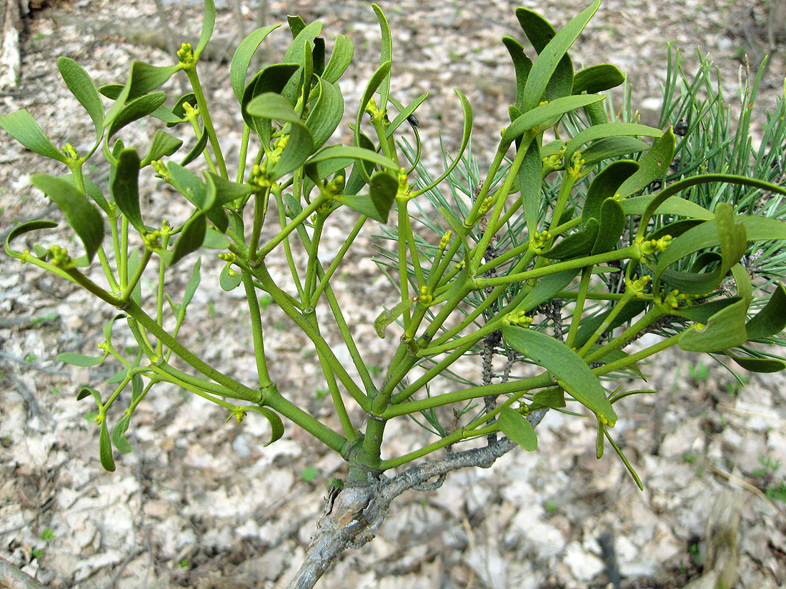 Image of Viscum austriacum specimen.