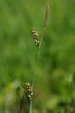 Carex panicea