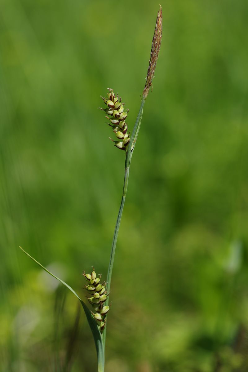 Изображение особи Carex panicea.