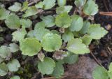 Betula pubescens