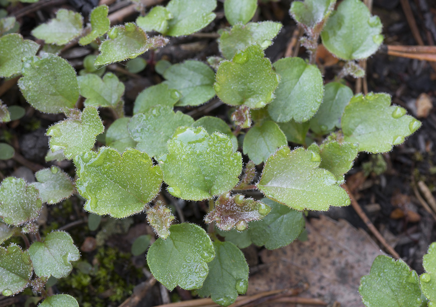 Изображение особи Betula pubescens.