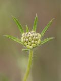 genus Scabiosa. Верхушка побега с нераскрывшимся соцветием. Ростовская обл,, Шолоховский р-н, окр. станицы Вёшенская, песчаный массив. 25.06.2017.