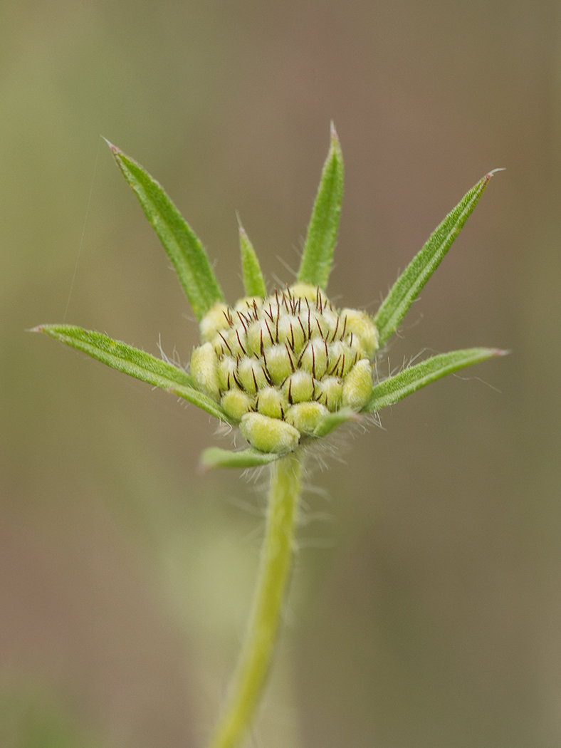 Image of genus Scabiosa specimen.
