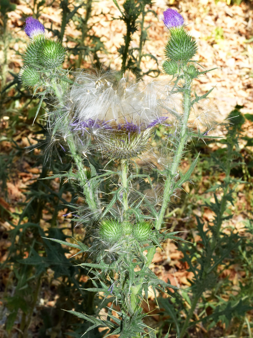 Image of Cirsium vulgare specimen.