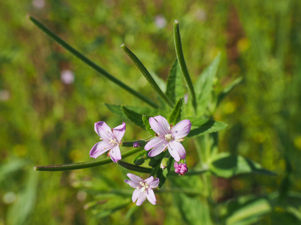 Изображение особи Epilobium adenocaulon.