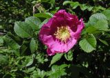 Rosa rugosa