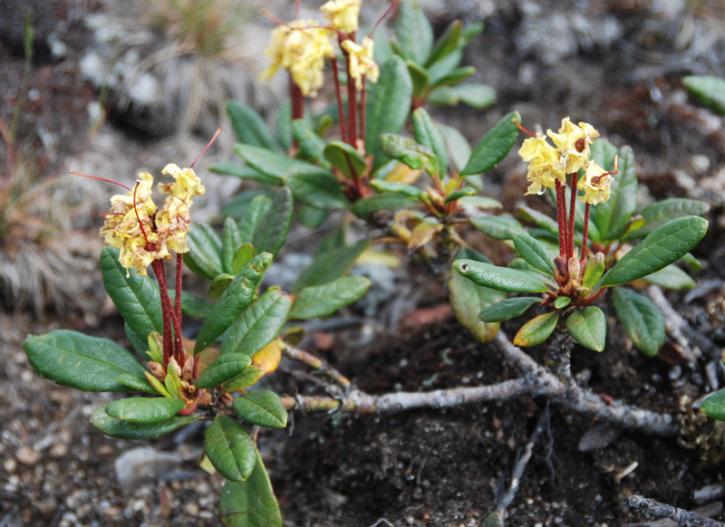 Image of Rhododendron aureum specimen.