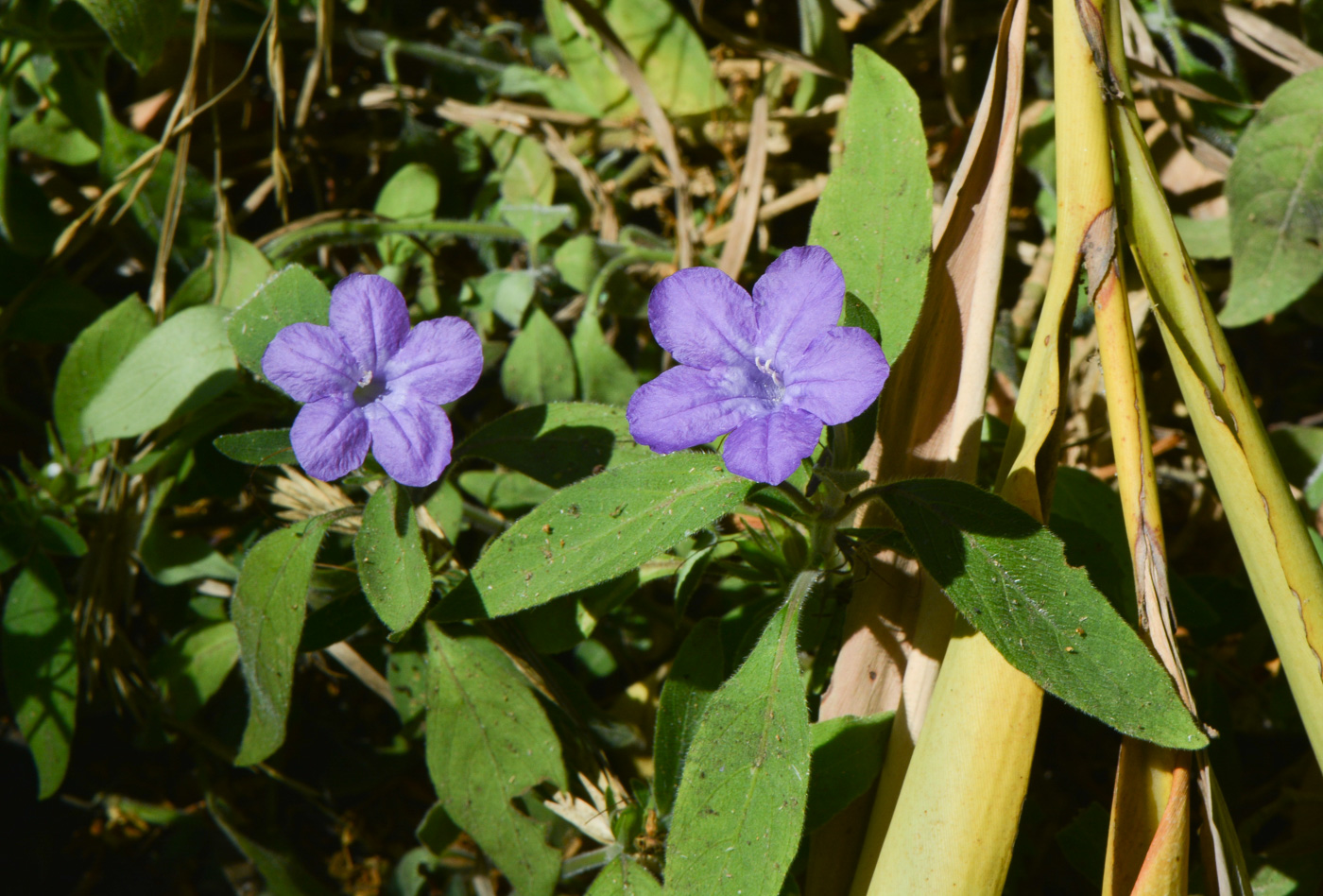 Изображение особи Ruellia prostrata.