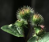 Arctium minus