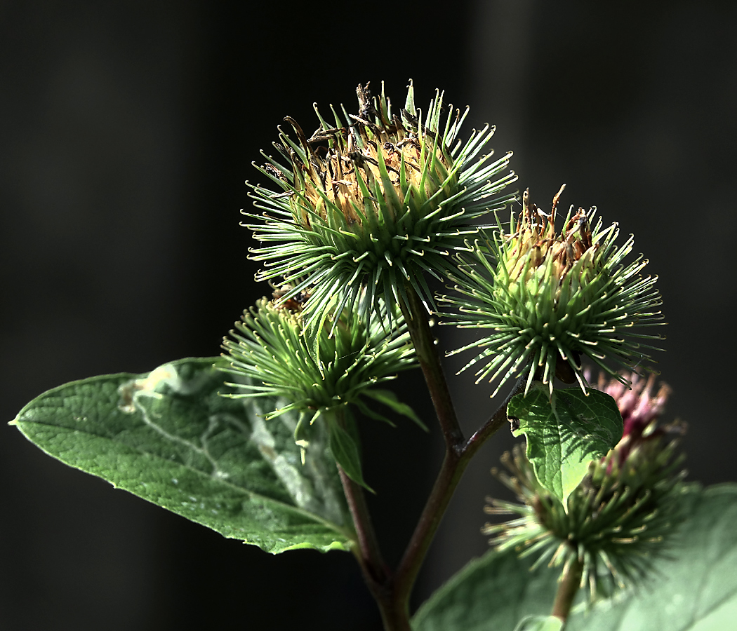 Image of Arctium minus specimen.