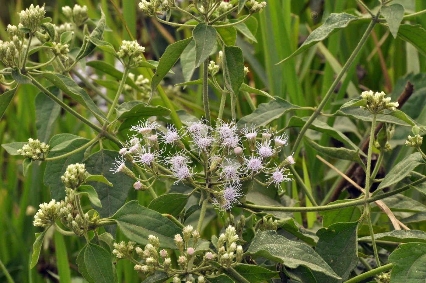 Image of Ageratum conyzoides specimen.