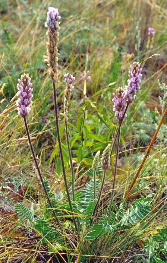 Image of Oxytropis spicata specimen.