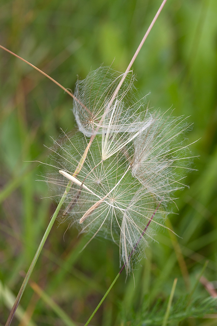 Изображение особи Tragopogon pratensis.