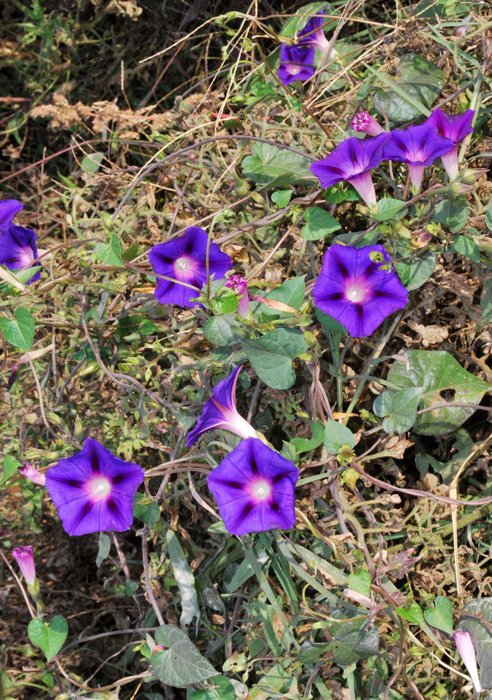 Изображение особи Ipomoea purpurea.