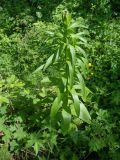 Lilium monadelphum