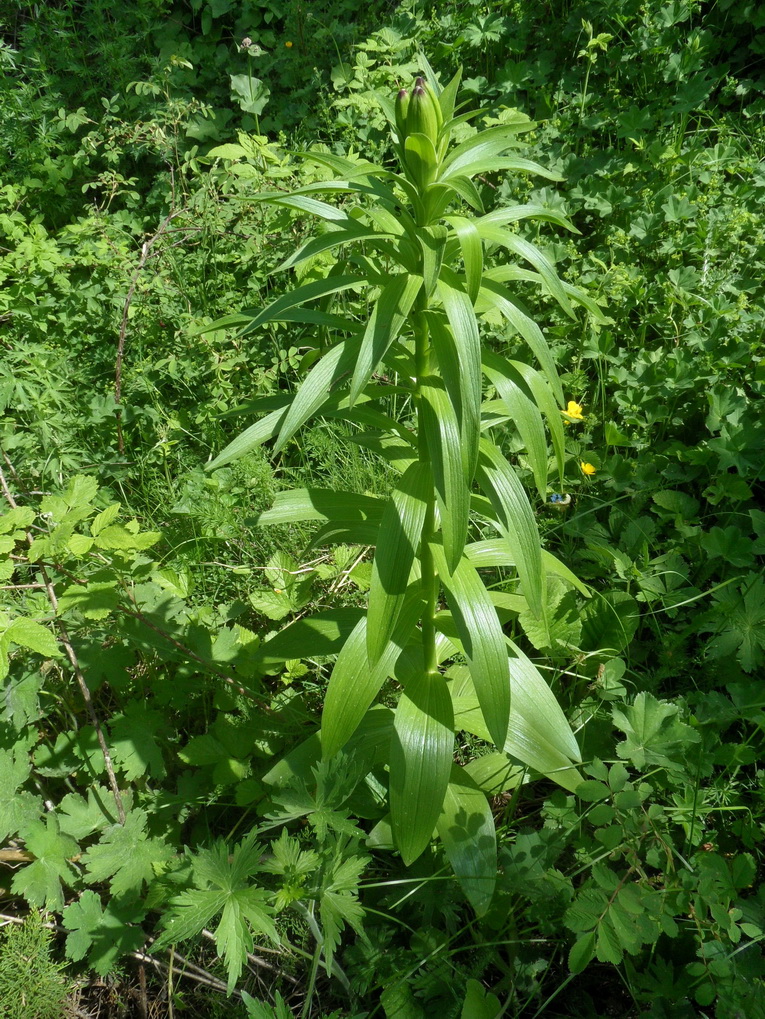 Image of Lilium monadelphum specimen.