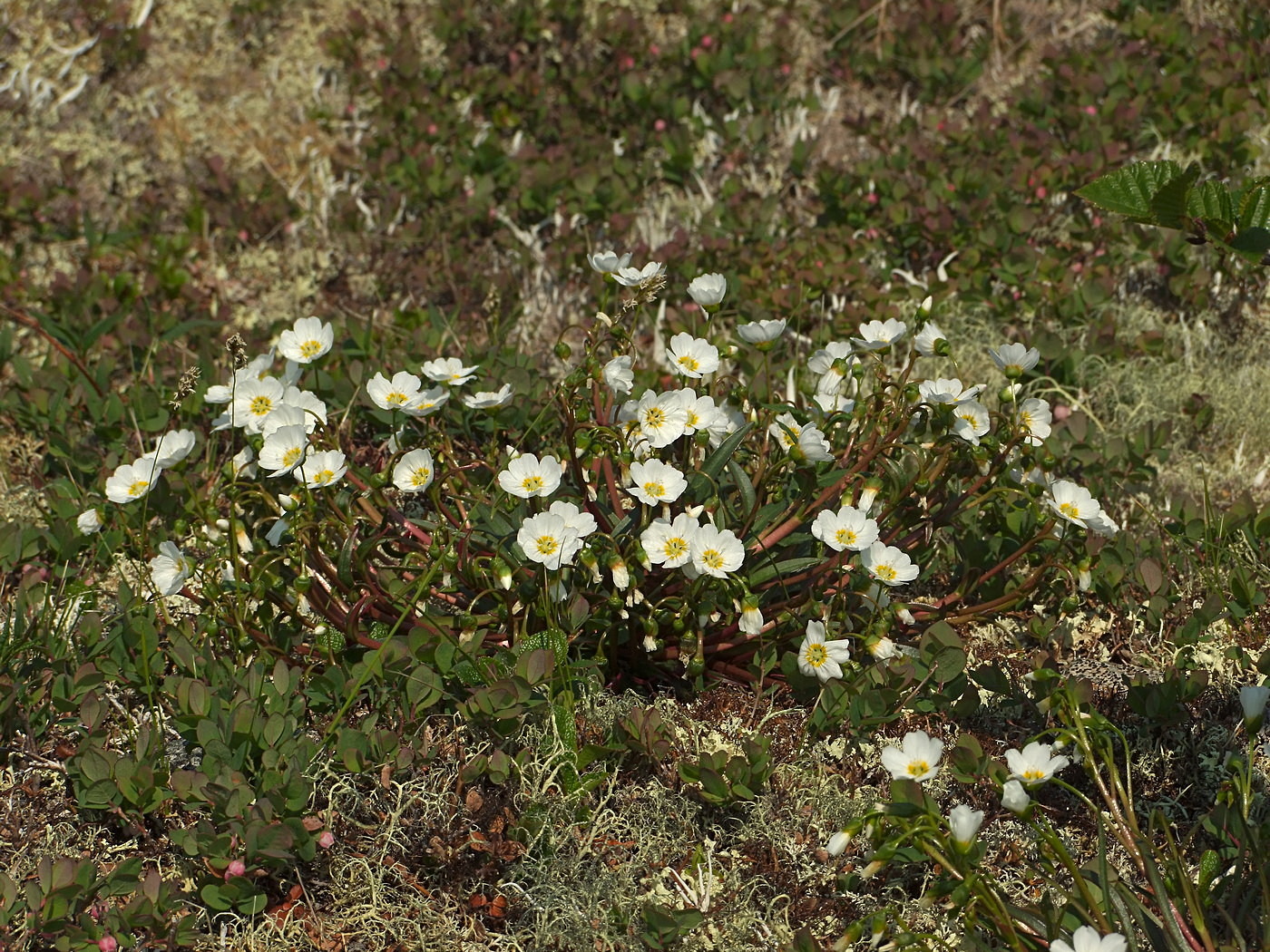 Image of Claytonia soczaviana specimen.