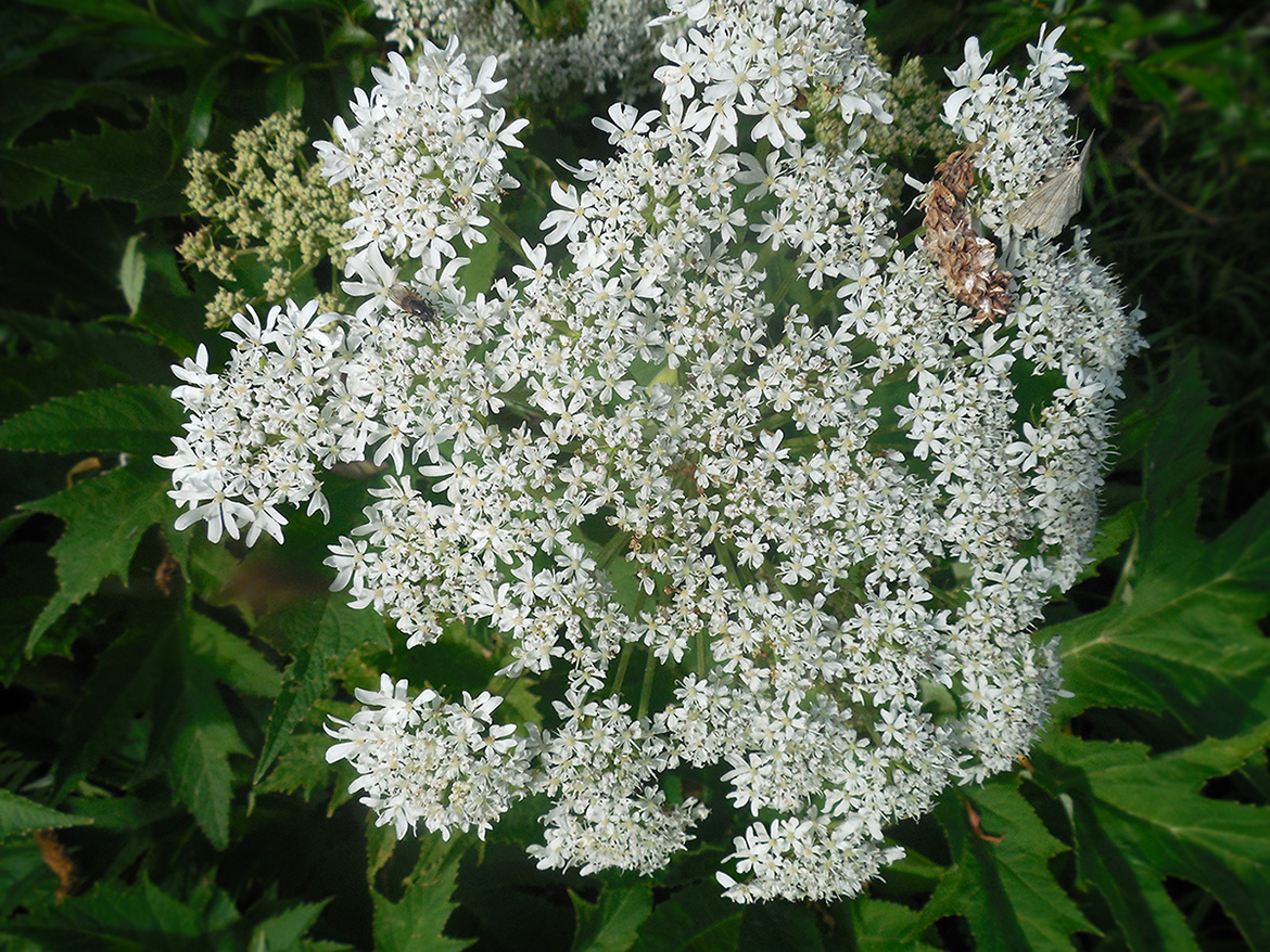 Изображение особи Heracleum lanatum.